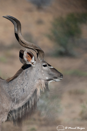 Greater kudu (Tragelaphus strepsiceros), Mountain Zebra National