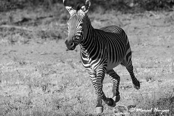 Cape mountain zebra (Equus zebra zebra), Mountain Zebra National