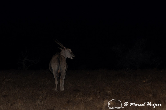 Common eland (Taurotragus oryx), also known as the southern elan