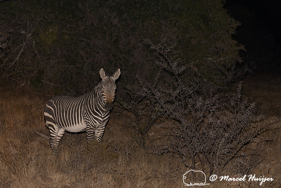 Cape mountain zebra (Equus zebra zebra), Mountain Zebra National