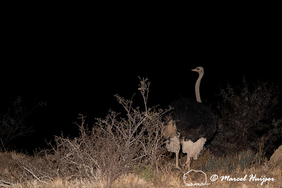 South African ostrich (Struthio camelus australis), Mountain Zeb