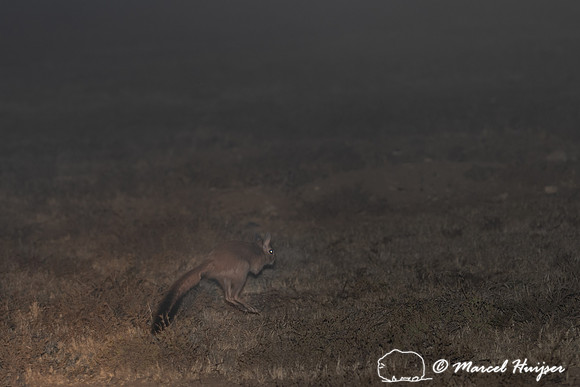 South African springhare (Pedetes capensis), Mountain Zebra Nati