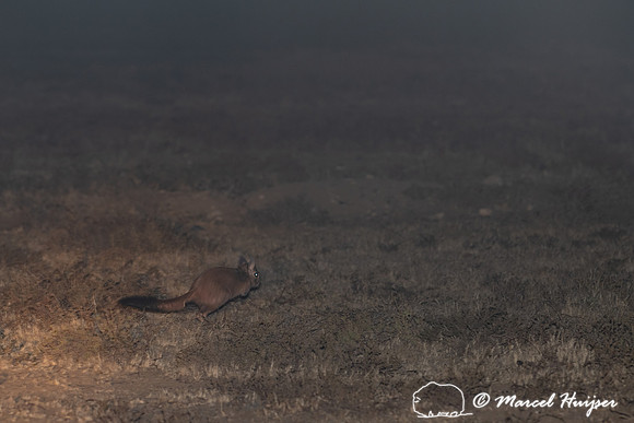 South African springhare (Pedetes capensis), Mountain Zebra Nati
