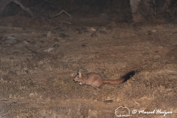 South African springhare (Pedetes capensis), Mountain Zebra Nati