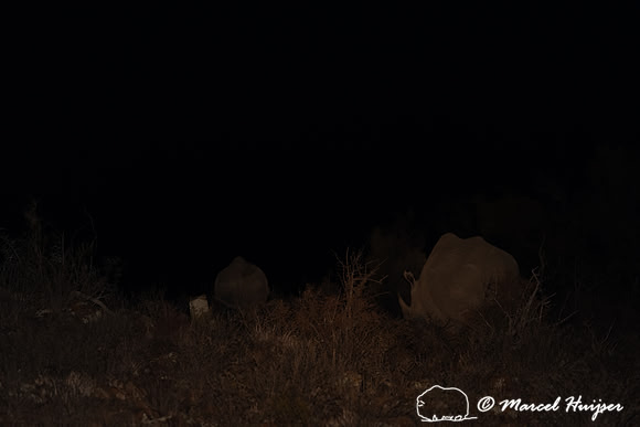 Black rhinoceros  (Diceros bicornis) Mountain Zebra National Par