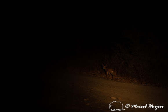 Grey rhebuck (Pelea capreolus), Mountain Zebra National Park, Ea