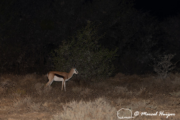 Springbok (Antidorcas marsupialis), Mountain Zebra National Park