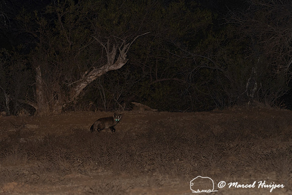 Bat-eared fox (Otocyon megalotis) , Mountain Zebra National Park