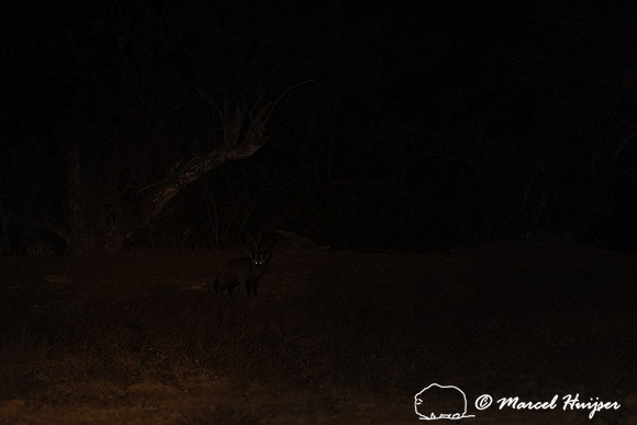 Bat-eared fox (Otocyon megalotis) , Mountain Zebra National Park
