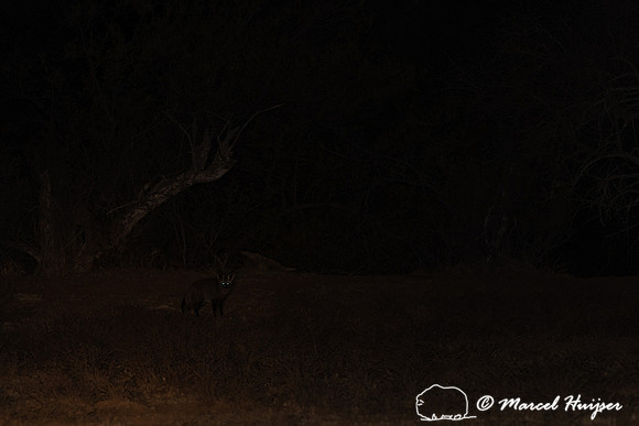 Bat-eared fox (Otocyon megalotis) , Mountain Zebra National Park