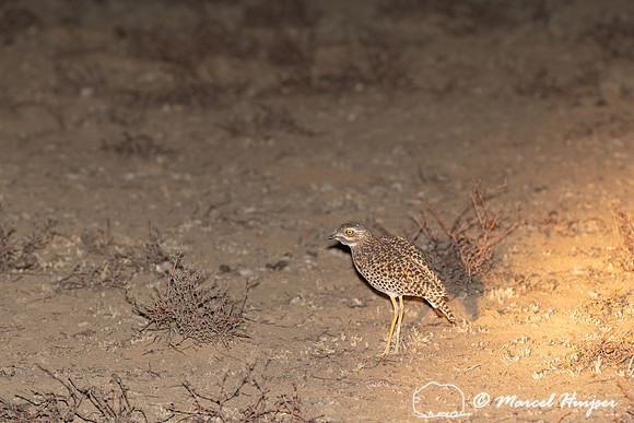 Spotted thick-knee (Burhinus capensis), Mountain Zebra National