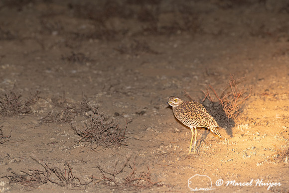 Spotted thick-knee (Burhinus capensis), Mountain Zebra National