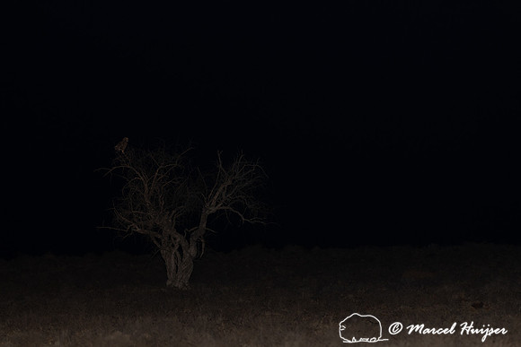 Spotted eagle-owl (Bubo africanus), Mountain Zebra National Park