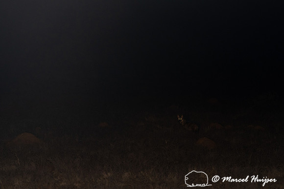 Aardwolf (Proteles cristata), Mountain Zebra National Park, East