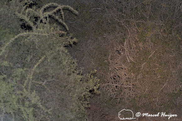 Small spotted genet (Genetta genetta), Mountain Zebra National P
