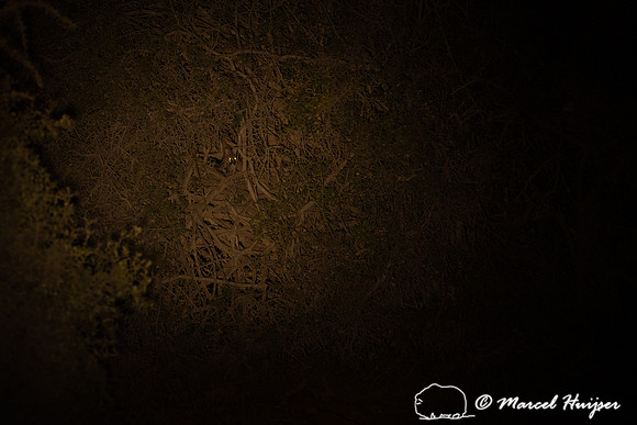 Small spotted genet (Genetta genetta), Mountain Zebra National P