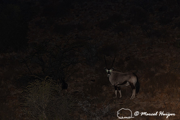 Gemsbok or South African oryx (Oryx gazella), Mountain Zebra Nat