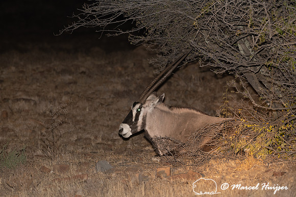 Gemsbok or South African oryx (Oryx gazella), Mountain Zebra Nat