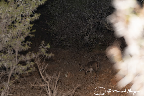 Grey rhebok or grey rhebuck (Pelea capreolus), Mountain Zebra Na