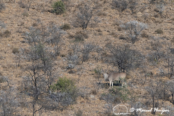 Common eland (Taurotragus oryx), also known as the southern elan