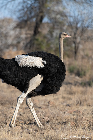 South African ostrich (Struthio camelus australis), Mountain Zeb