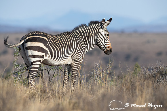 Cape mountain zebra (Equus zebra zebra), Mountain Zebra National