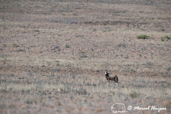 Blesbok or blesbuck (Damaliscus pygargus phillipsi), Mountain Ze