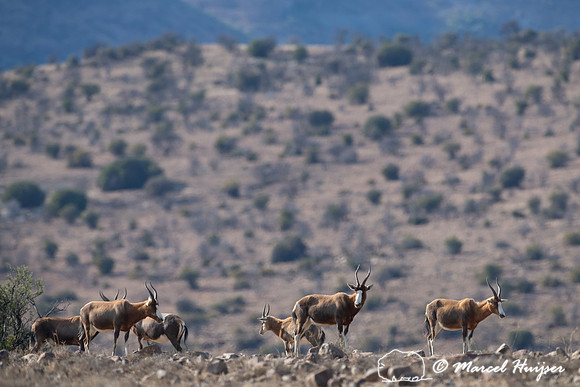 Blesbok or blesbuck (Damaliscus pygargus phillipsi), Mountain Ze