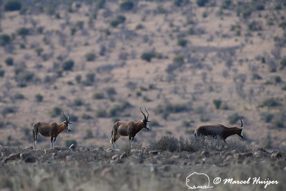 Blesbok or blesbuck (Damaliscus pygargus phillipsi), Mountain Ze