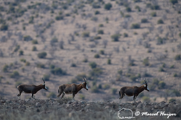 Blesbok or blesbuck (Damaliscus pygargus phillipsi), Mountain Ze