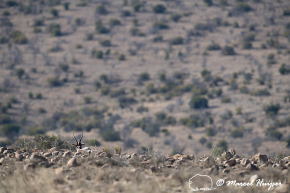 Blesbok or blesbuck (Damaliscus pygargus phillipsi), Mountain Ze