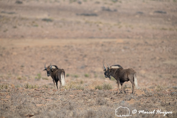 Black wildebeest (Connochaetes gnou), Mountain Zebra National Pa