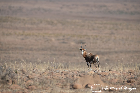 Blesbok or blesbuck (Damaliscus pygargus phillipsi), Mountain Ze