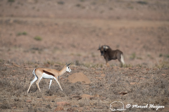 Springbok (Antidorcas marsupialis), Mountain Zebra National Park