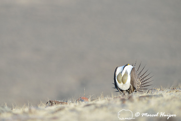 Greater sage-grouse (Centrocercus urophasianus), Montana, USA