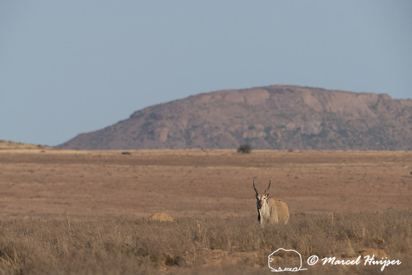Common eland (Taurotragus oryx), also known as the southern elan