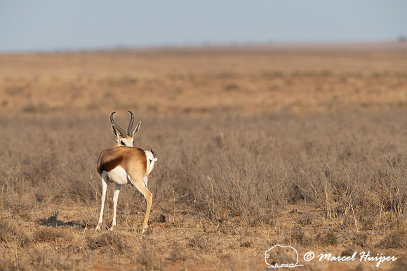 Springbok (Antidorcas marsupialis), Mountain Zebra National Park