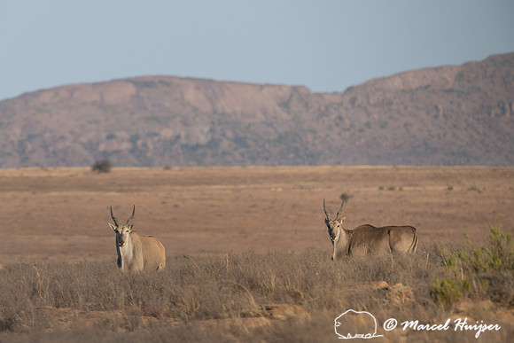 Common eland (Taurotragus oryx), also known as the southern elan