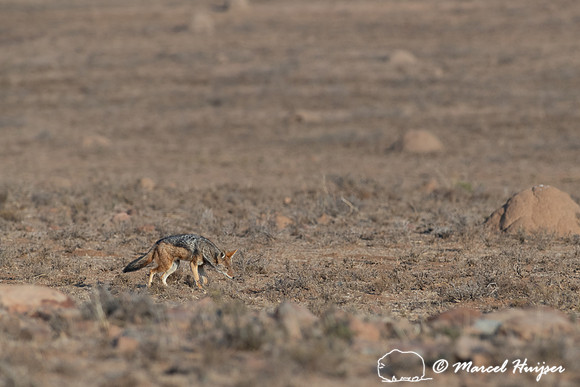 Black-backed jackal (Canis mesomelas), Mountain Zebra National P