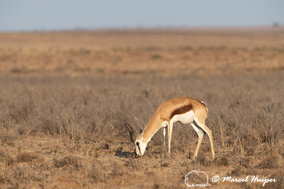 Springbok (Antidorcas marsupialis), Mountain Zebra National Park