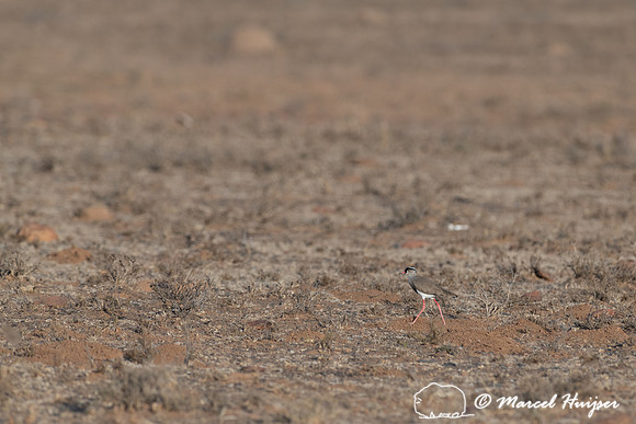 Crowned lapwing (Vanellus coronatus), or crowned plover, Mountai