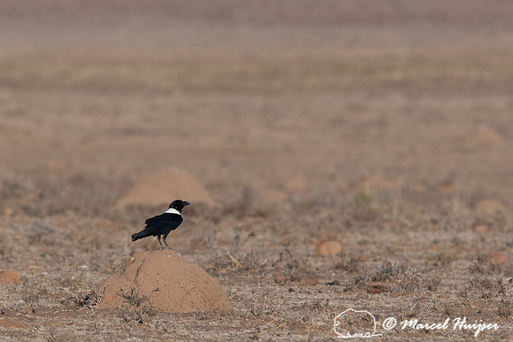 Pied crow (Corvus albus), Mountain Zebra National Park, Eastern