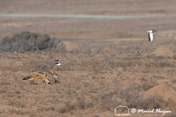 Black-backed jackal (Canis mesomelas) looking for nest of crowne