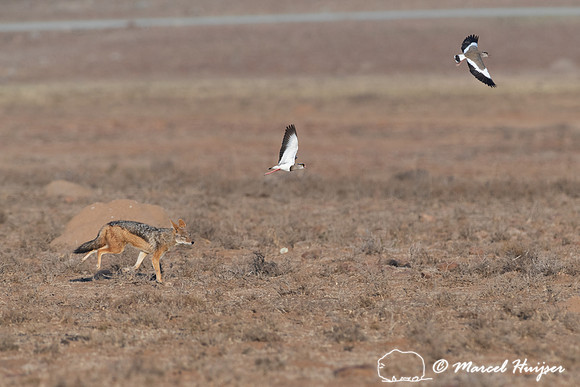 Black-backed jackal (Canis mesomelas) looking for nest of crowne