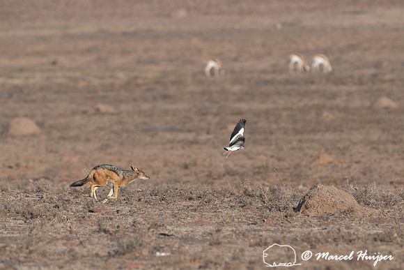 Black-backed jackal (Canis mesomelas) looking for nest of crowne