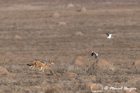 Black-backed jackal (Canis mesomelas) looking for nest of crowne