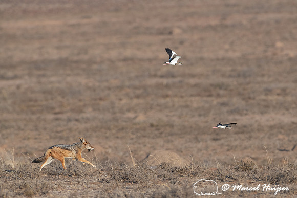 Black-backed jackal (Canis mesomelas) looking for nest of crowne