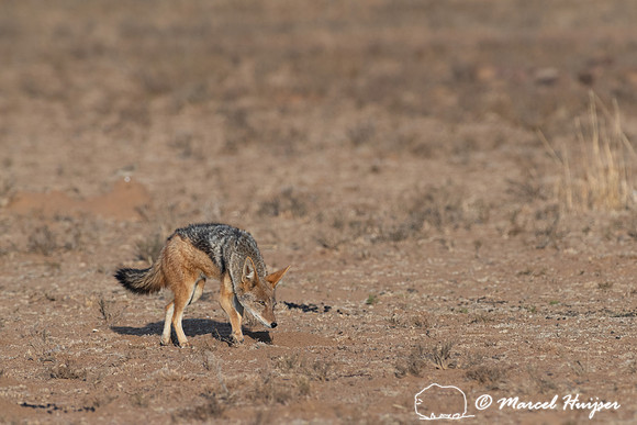Black-backed jackal (Canis mesomelas) looking for nest of crowne