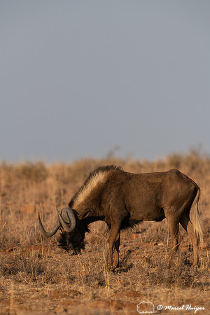Black wildebeest (Connochaetes gnou), Mountain Zebra National Pa