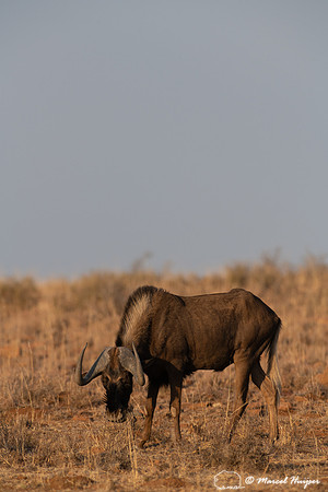 Black wildebeest (Connochaetes gnou), Mountain Zebra National Pa